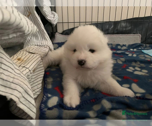 Maltese Puppy for sale in MONTEBELLO, CA, USA