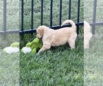 Small Photo #17 Bernedoodle Puppy For Sale in ANDOVER, KS, USA