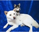 Small Photo #9 Alaskan Klee Kai Puppy For Sale in NORWOOD, MO, USA