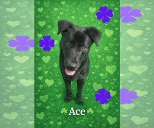 Labrador Retriever-Unknown Mix Dogs for adoption in Rootstown, OH, USA