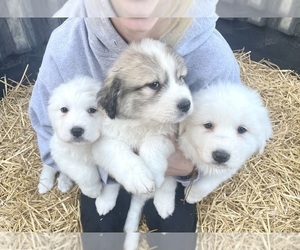 Great Pyrenees Puppy for sale in NEW BERLIN, IL, USA