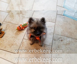 Small Photo #25 Keeshond Puppy For Sale in FAYETTEVILLE, TN, USA