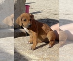 Small Photo #18 Rhodesian Ridgeback Puppy For Sale in MORONGO VALLEY, CA, USA