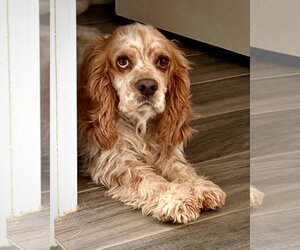 Cocker Spaniel Dogs for adoption in Dumont, NJ, USA