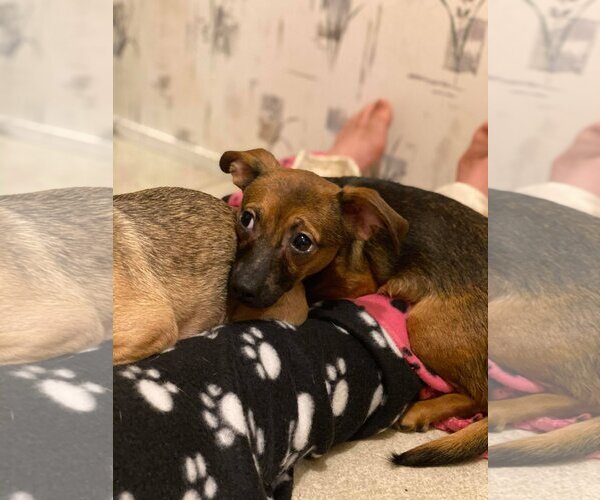 Medium Photo #15 Chihuahua Puppy For Sale in Lewistown, PA, USA