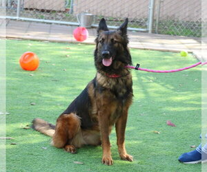 Harper - Female German Shepherd Dog Dog for Adoption - Photo #2