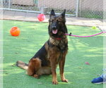 Small Photo #2 German Shepherd Dog Puppy For Sale in San Diego, CA, USA