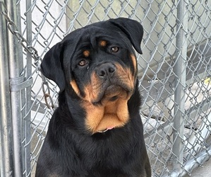 Rottweiler Puppy for sale in TAZEWELL, TN, USA