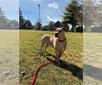 Small #2 American Pit Bull Terrier-Labrador Retriever Mix