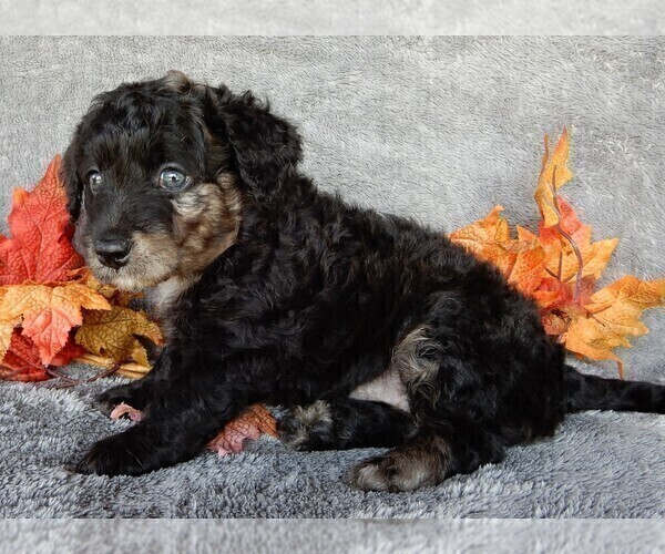 Full screen Photo #4 Miniature Labradoodle Puppy For Sale in FREDERICKSBURG, OH, USA