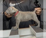 Puppy McNulty Cane Corso