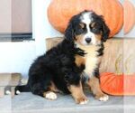 Benny - Male Bernedoodle (Miniature) Puppy for Sale - Photo #2