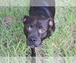 Jojo - Male Boxador Dog for Adoption - Small photo