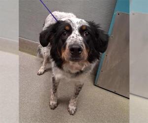 Australian Shepherd-Unknown Mix Dogs for adoption in Las Vegas, NV, USA