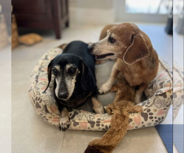 Medium Photo #5 Dachshund Puppy For Sale in Weston, FL, USA