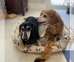 Small #4 Dachshund