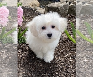 Coton de Tulear Puppy for sale in CANOGA, NY, USA