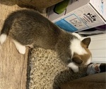 Small #6 Pembroke Welsh Corgi