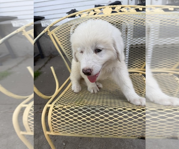 Medium Photo #2 Great Pyrenees Puppy For Sale in MOUNT PLEASANT, IA, USA