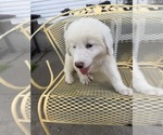 Small #1 Great Pyrenees