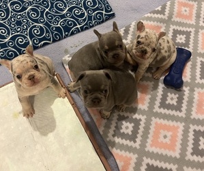 French Bulldog Litter for sale in BLUFF CITY, TN, USA