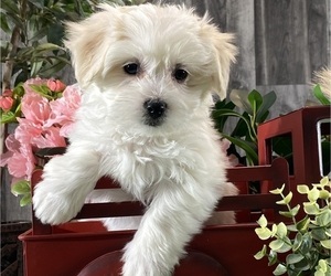 Biton Puppy for sale in CANOGA, NY, USA