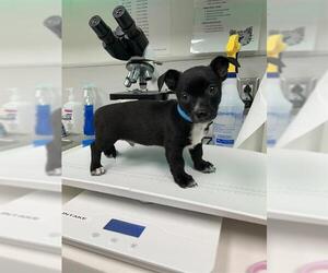 Chihuahua Dogs for adoption in Rosenberg, TX, USA