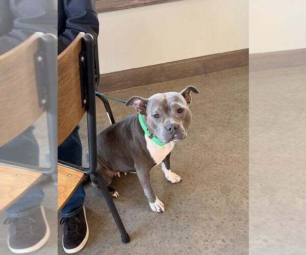 Medium Photo #10 American Pit Bull Terrier Puppy For Sale in Alexandria, VA, USA