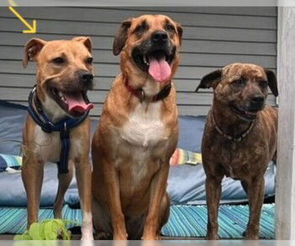 Medium Photo #27 Black Mouth Cur-Unknown Mix Puppy For Sale in New York, NY, USA
