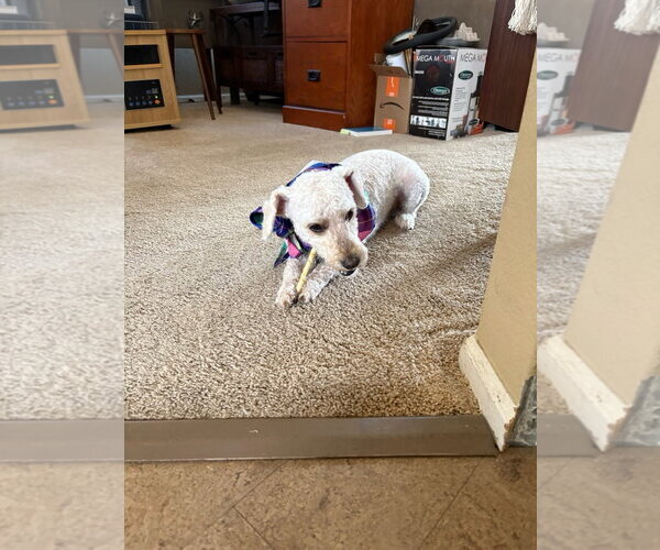 Medium Photo #3 Bichon Frise-Unknown Mix Puppy For Sale in Fort Collins, CO, USA