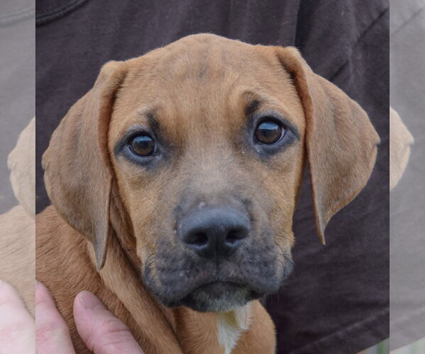 Medium Photo #5 Labralas Puppy For Sale in Huntley, IL, USA