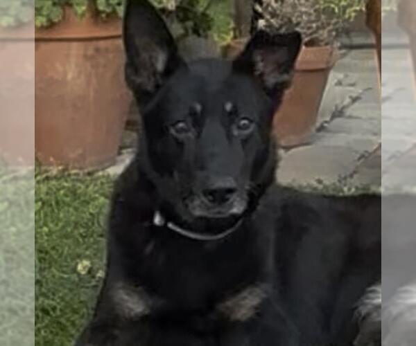 Medium Photo #1 Mutt Puppy For Sale in San Diego, CA, USA