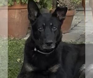 Mutt Dogs for adoption in San Diego, CA, USA