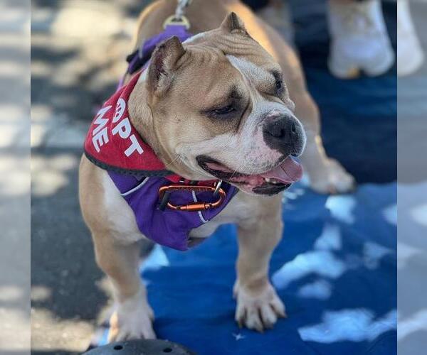 Medium Photo #1 American Bulldog-Unknown Mix Puppy For Sale in Martinez, CA, USA
