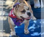 Small American Bulldog Mix