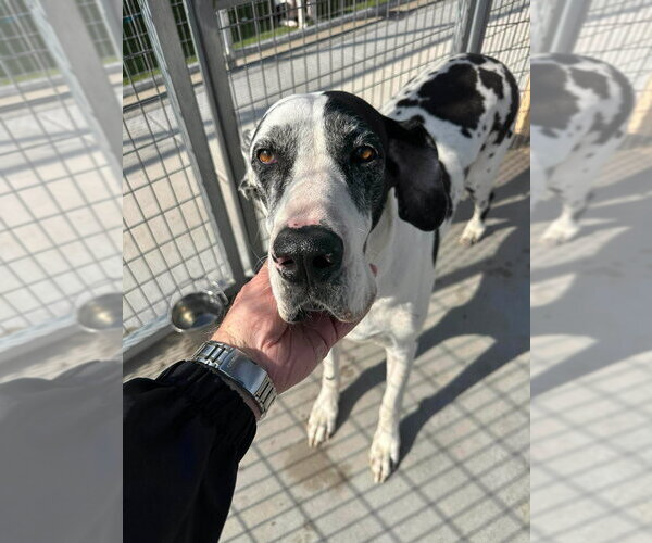 Medium Photo #4 Great Dane Puppy For Sale in Bullard, TX, USA