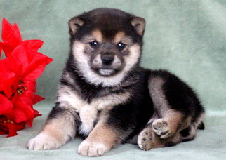 Shiba Inu Puppy for sale in MOUNT JOY, PA, USA