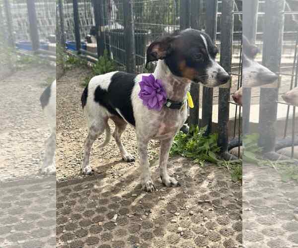 Medium Photo #2 Rat-Cha Puppy For Sale in Mukwonago, WI, USA