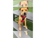 Small #12 Mutt