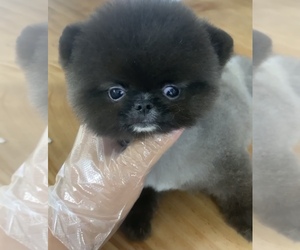 Pomeranian Puppy for sale in CHINO HILLS, CA, USA