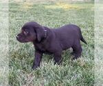 Small Photo #4 Labrador Retriever Puppy For Sale in ARLINGTON, KS, USA