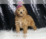 Puppy Buttercup AKC Poodle (Toy)