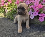 Puppy Tucker Cane Corso