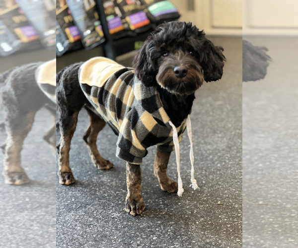 Medium Photo #6 Yorkipoo Puppy For Sale in WARSAW, IN, USA