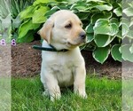 Small Photo #5 Labrador Retriever Puppy For Sale in PARKESBURG, PA, USA
