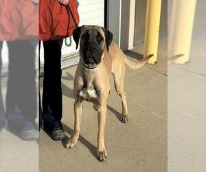 Mastiff-Unknown Mix Dogs for adoption in Louisville, KY, USA