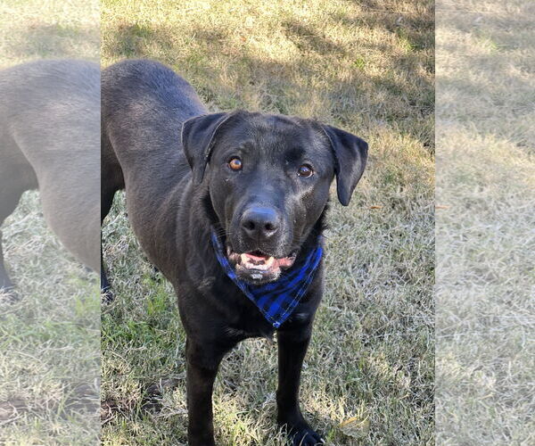 Medium Photo #2 Labrador Retriever Puppy For Sale in Phoenix, AZ, USA
