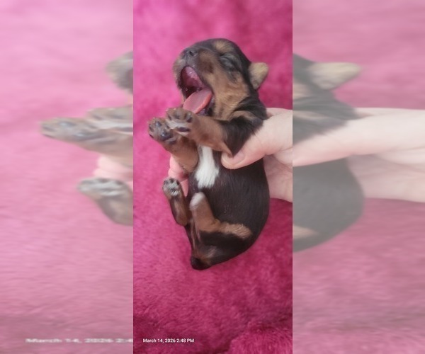 Medium Photo #154 Yorkshire Terrier Puppy For Sale in AKRON, OH, USA