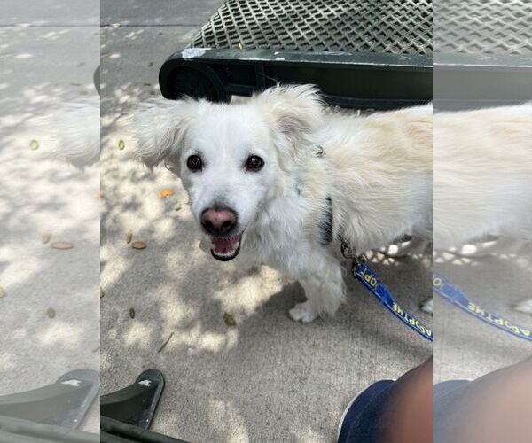 Medium Photo #3 American Eskimo Dog-Spaniel Mix Puppy For Sale in Mission Viejo, CA, USA