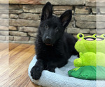 Small Photo #43 German Shepherd Dog Puppy For Sale in LENOIR, NC, USA